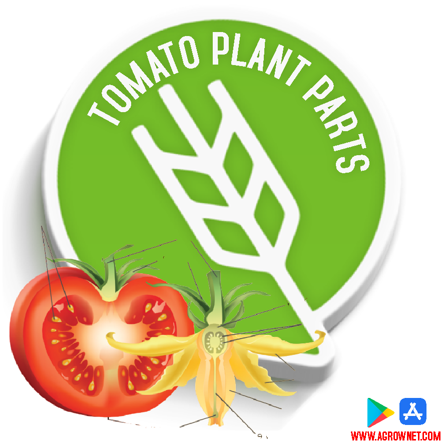 tomato-plant-parts-tomato-plant-anatomy-understanding-the-various
