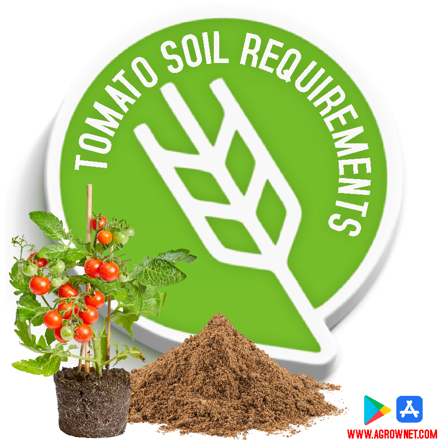 🟤 Tomato Soil requirements for Optimal Growth Comprehensive