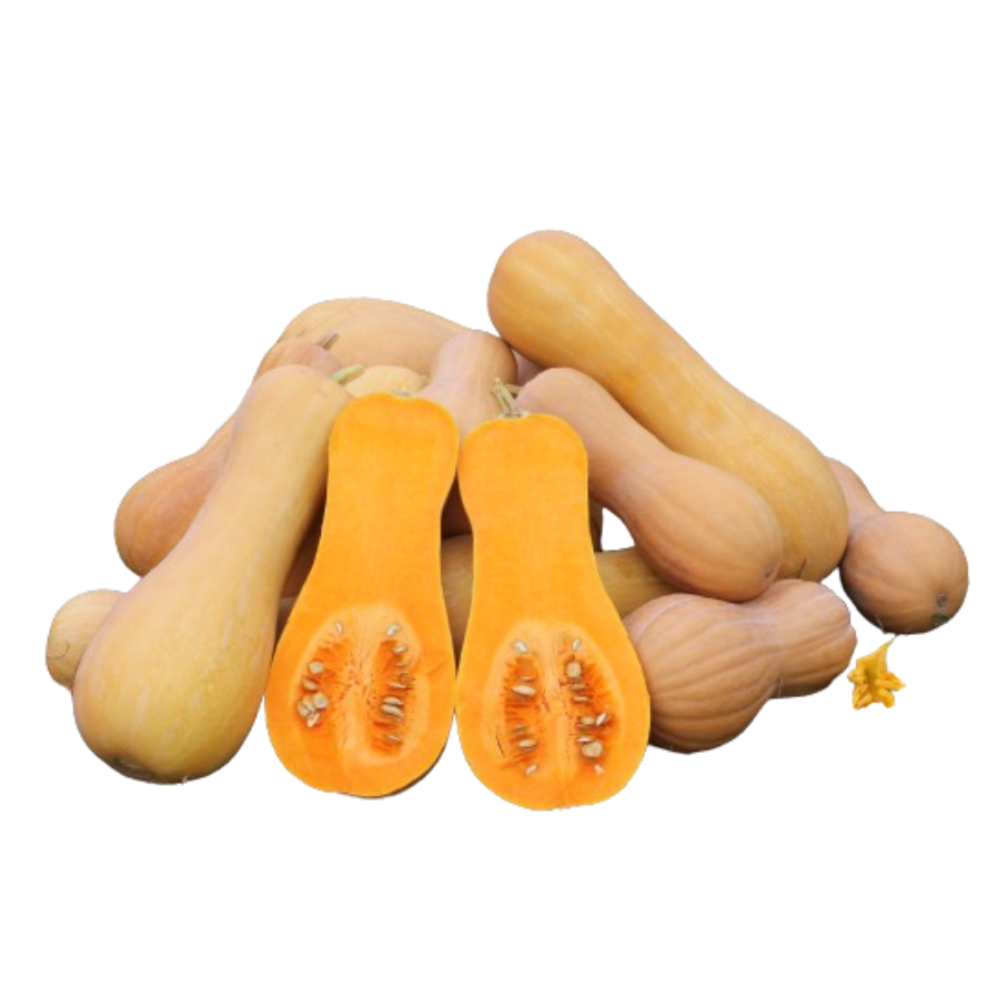 Butternut squash cultivation | Butternut squash crop management #Agrownet